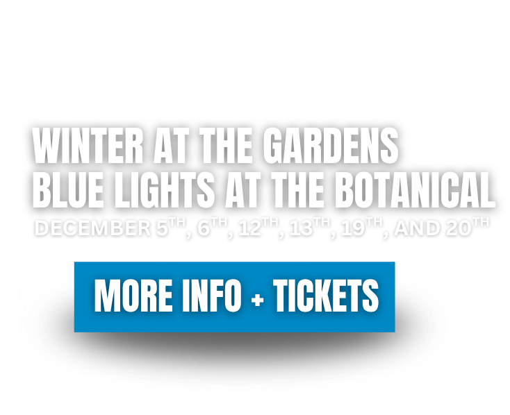 Winter at the Gardens Blue Lights at the Botanical